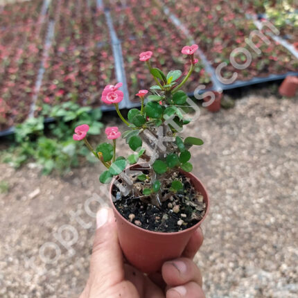 Crown of thorns - Euphorbia Milii Mini