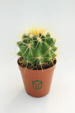 Golden Barrel Cactus - Echinocactus Grusonii wholesale