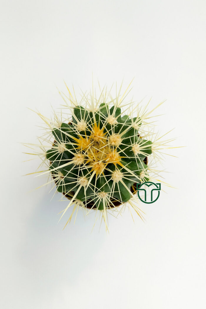 Golden Barrel Cactus - Echinocactus Grusonii wholesale