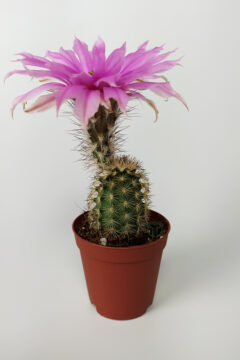 Echinocereus Pectinatus toptan satış