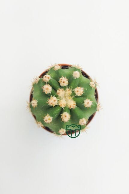 Echinopsis Subdenudata, White Flowering Cactus, (5.5 cm) wholesale