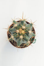 Ferocactus Horridus Cactus 5.5 cm in Pot