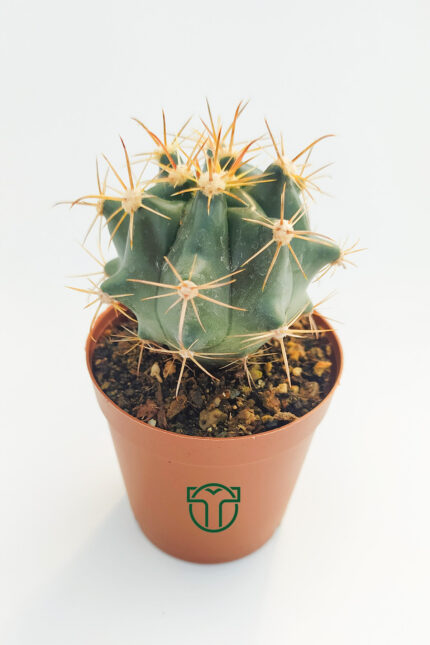Ferocactus Horridus Cactus 5.5 cm in Pot
