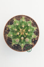 Gymnocalycium Mihanovichii, Jaw Cactus (5.5 cm Pot)