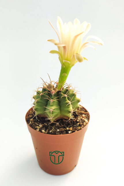 Gymnocalycium Mihanovichii, Jaw Cactus (5.5 cm Pot)