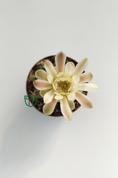 Gymnocalycium Mihanovichii, Çene Kaktüsü (5.5 cm Saksıda)