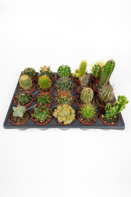 20 pcs cactus set - 20 pcs special cactus set