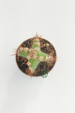 Cereus Validus in 5.5 cm Pot