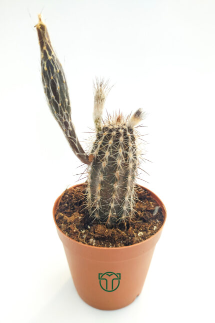 Echinocereus Mirabilis in 5.5 cm Pot