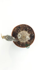 Echinocereus Mirabilis 5.5 cm Saksıda