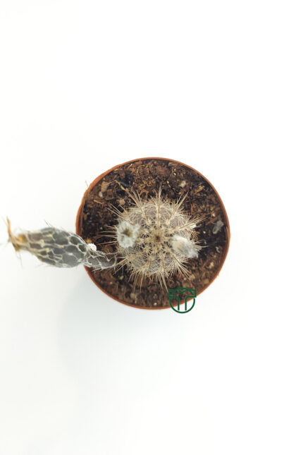 Echinocereus Mirabilis in 5.5 cm Pot