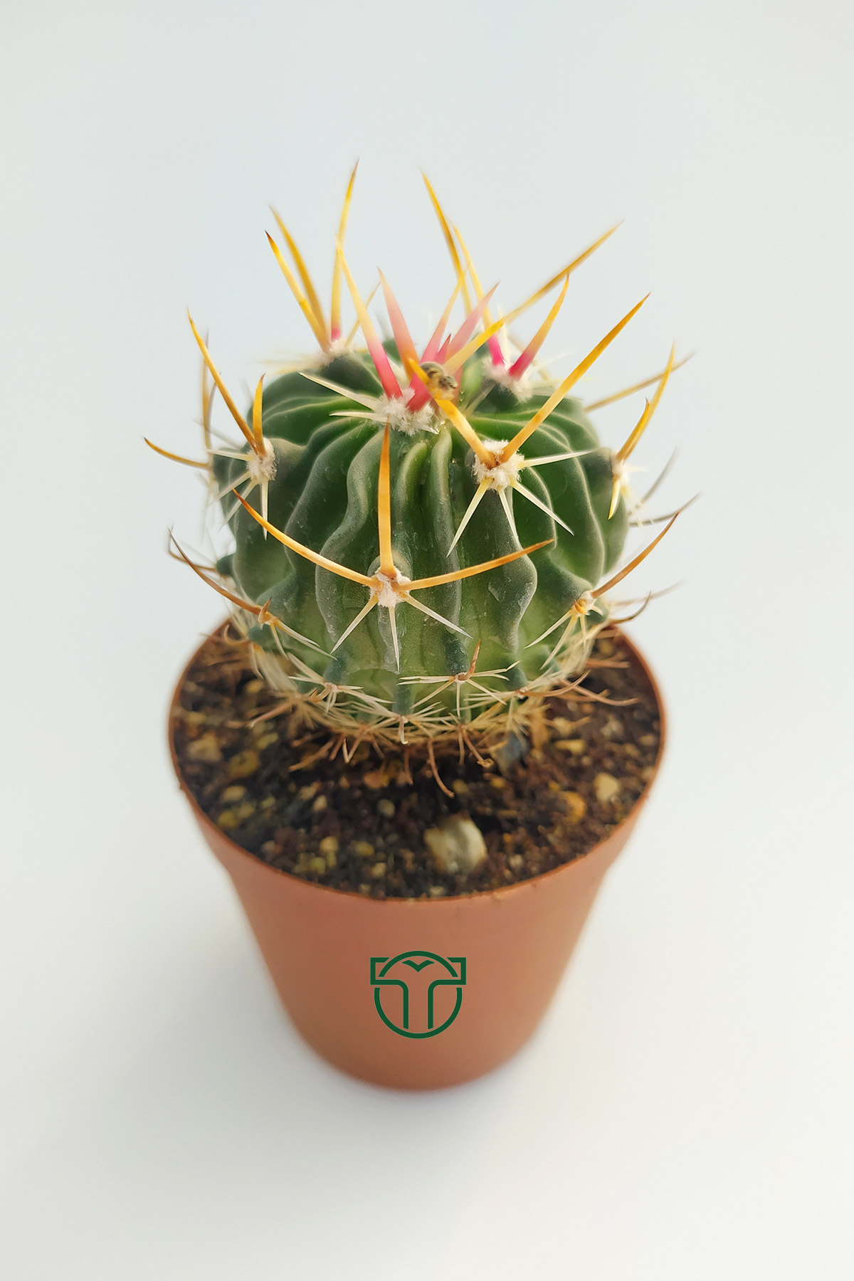 Echinofossulocactus Multicostatus Cactus in 5.5 cm pot. All products are our own production and are produced in Turkey's largest cactus production facility. The photos are our own shot, and the exact product you see in the picture will be sent. We carefully select the largest and plump products and ship them. With our special packaging method, the products are delivered to you without any problems.