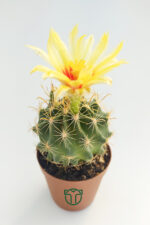 Thelocactus Ideas Blossoming Cactus
