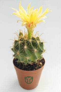 Thelocactus İdeas Çicek Acan Kaktüs