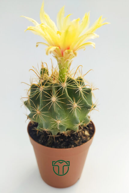 Thelocactus Ideas Blossoming Cactus