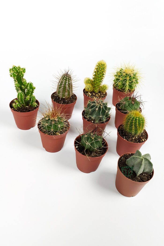 Set of 10 cactus - 10 special types of cacti
