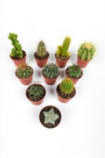 Set of 10 cactus - 10 special types of cacti