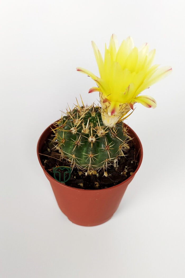 Notocactus Summammulasus Rare Special Species Cactus Rare Cactus 5.5 cm