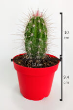 pachycereus-pringlei-rare-cactus-special-species-rare-cactus-single-cactus-12-cm-saksida-05