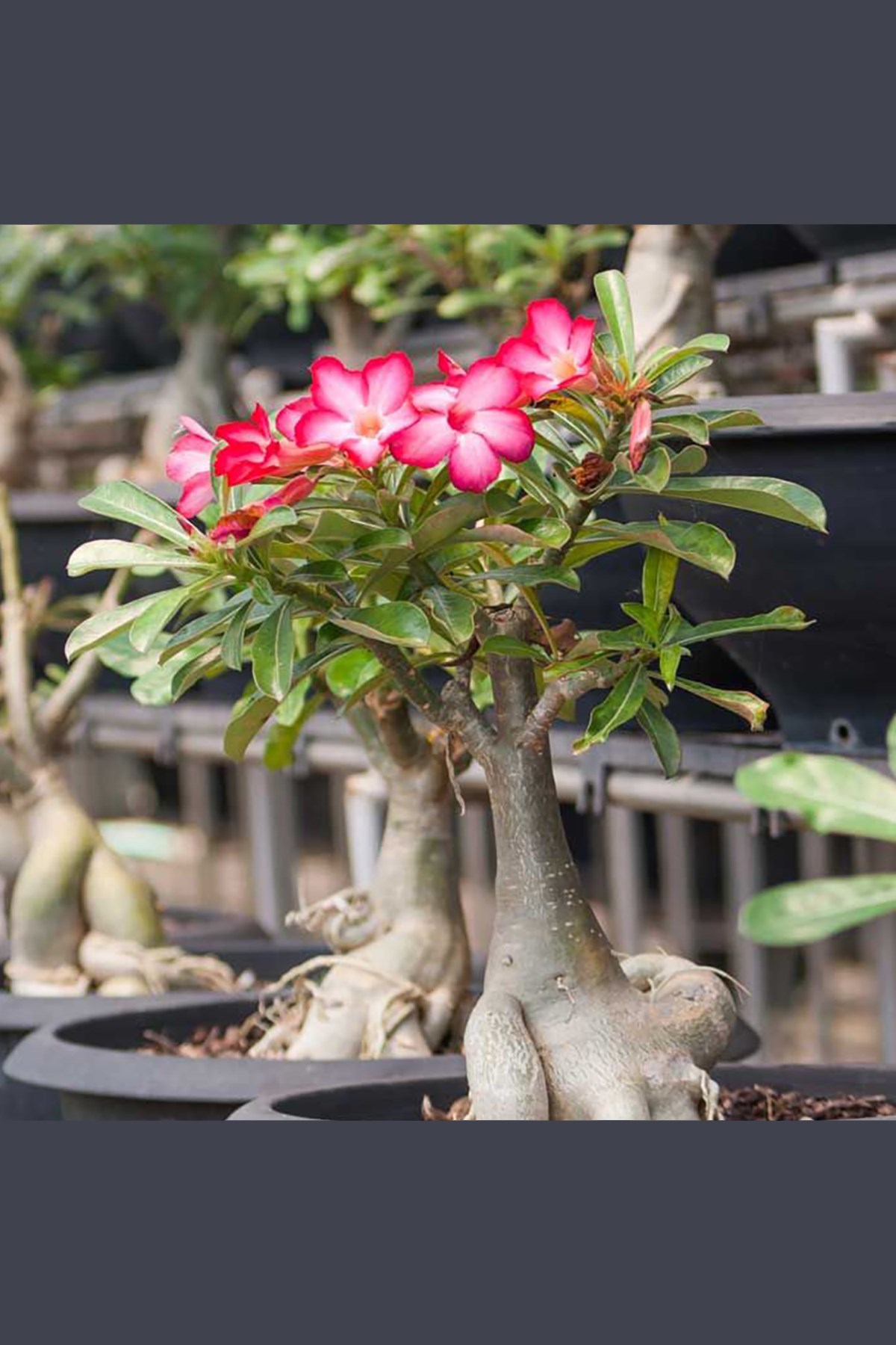COLIBYOU Desert Rose， Adenium Obesum one Year Plant ， Baby Size Bonsai  Caudex (1 Rose)