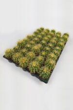Echinocactus Grusonii wholesale