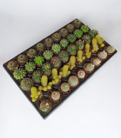 45 Pieces Special Species Cactus Set