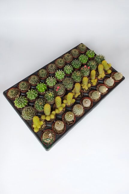 45 Pieces Special Species Cactus Set
