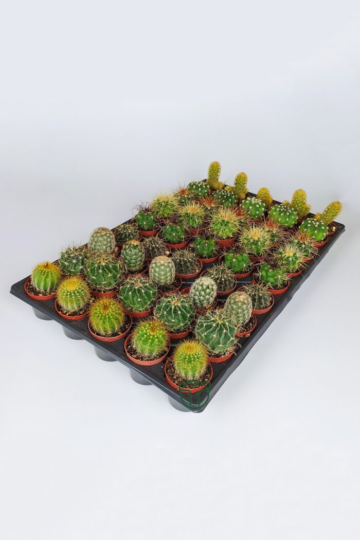45 pcs special type cactus set