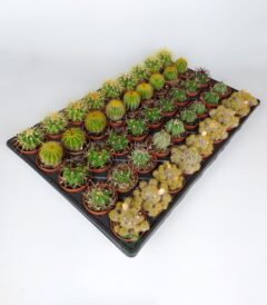 45 special species of cacti