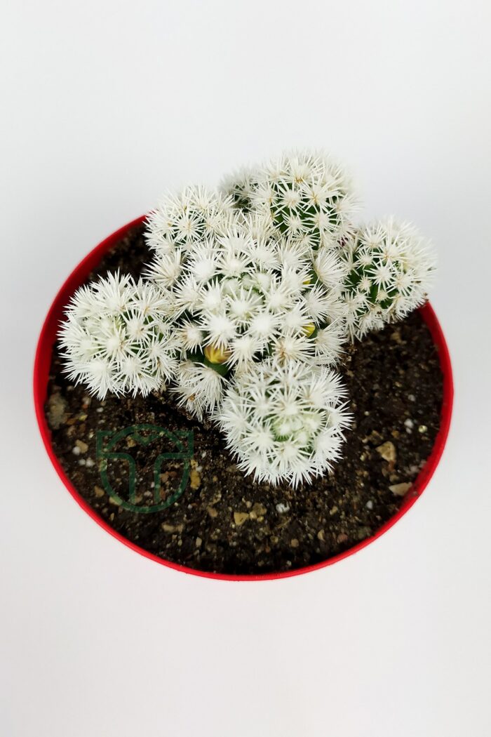 Mammillaria Gracilis Arizona Snowcap White Snowball Cactus