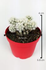 Mammillaria Compressa Imported Cactus