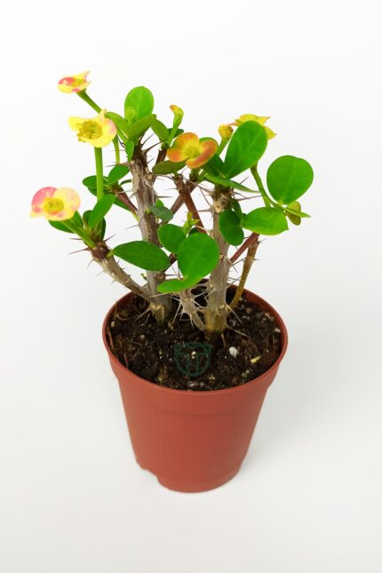 Euphorbia Miili Mini
