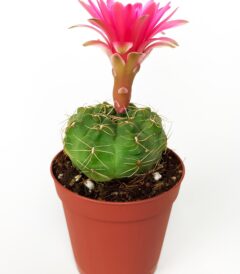 Gymnocalycium Baldianum cactus with pink flowers