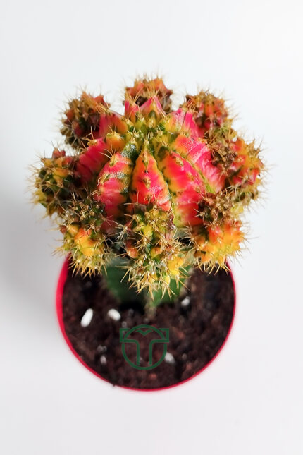 gymnocalycium mihanovichii variegata grafted cactus pink