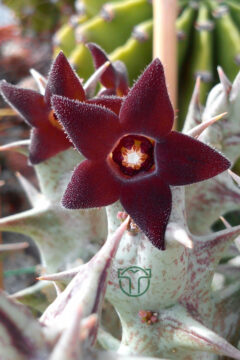 carrion cactus with burgundy flowers